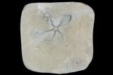 Exceptional Jurassic Brittle Star (Palaeocoma) - Lyme Regis #92549-1